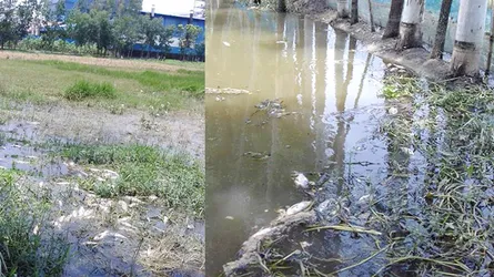 মিরসরাইয়ে বিষাক্ত বর্জ্যে ফলছে না ফসল, মরছে মাছ, গবাদি পশু