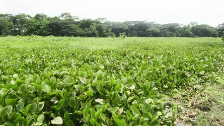 বরগুনায় সুবন্দি নদী কচুরিপানায় দুষিত
