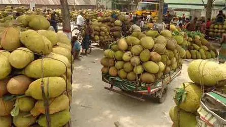 চৌগাছায় কাঁঠালের ফলন ভাল দাম পাচ্ছেনা কৃষক
