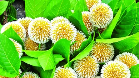 হারিয়ে যাচ্ছে সেই কদমফুল