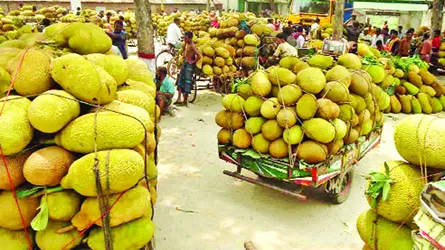 চৌগাছায় কাঁঠালের ফলন ভালো কিন্তু দাম পাচ্ছেন না কৃষক