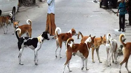 কেশবপুরে ৬ মাসে কুকুরের কামড়ে আহত ২৮৫ জন