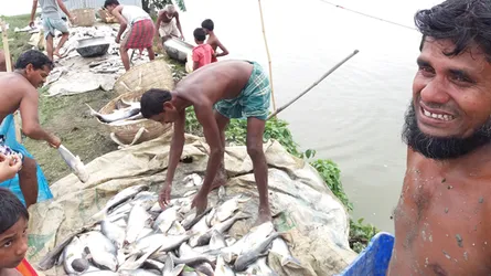 ত্রিশালে আক্রোশ মেটাতে বিষ দিয়ে ঘেরের মাছ নিধন