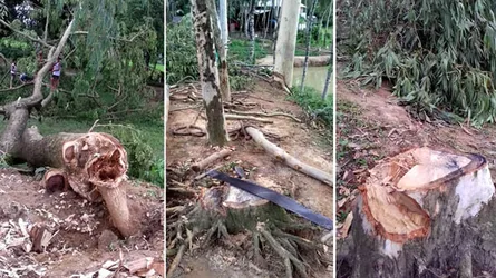 শেরপুরে অনুমোদন ছাড়াই ১৮ গাছ কর্তন