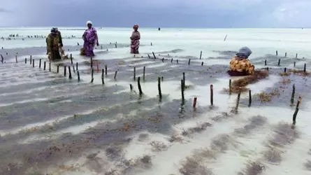 গাছের শেকড়ই এনে দিলো অনেক পরিবর্তন