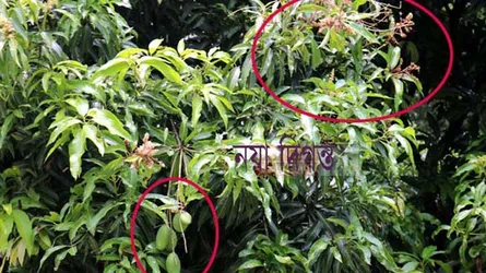 একদিকে আম অন্যদিকে মুকুল