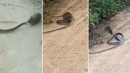বিশালাকার সাপের সাথে যুদ্ধে জিতলো ইঁদুর (ভিডিও)
