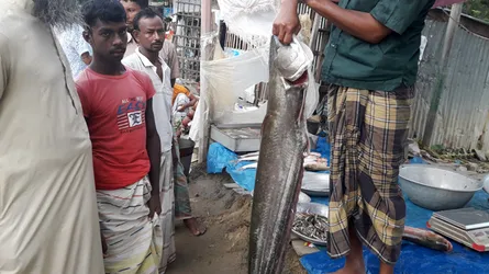 চলনবিলে মা বোয়াল নিধন চলছে