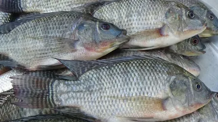 তেলাপিয়া মাছ নিয়ে উদ্বেগ