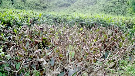 মৌলভীবাজারে চা বাগানে রেড স্পাইডার ও হেলো ফেথিস রোগের প্রার্দুভাব