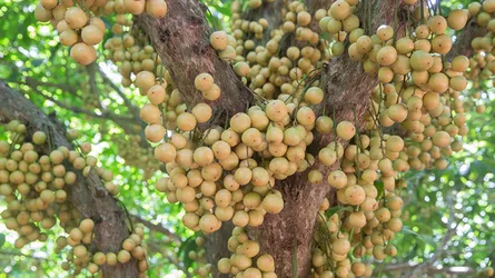 ৪৫ কোটি টাকার লটকন