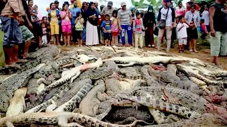 নৃশংসভাবে মারা পড়ল ৩০০ কুমির