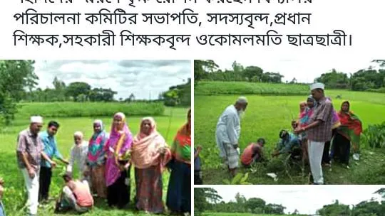 কুলিয়ারচর স্কুলে ‘৩০ লাখ শহীদ স্বরণে’ বৃক্ষরোপণ