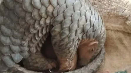 লোকালয়ে এসে ‘বনরুই’ আটক