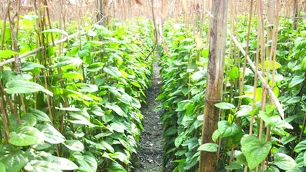 নানা সংকটে পান চাষে আগ্রহ হারাচ্ছে চাষিরা