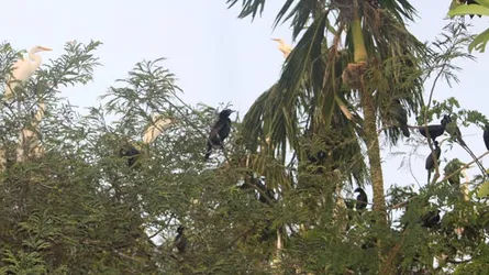 প্রতি বছর ৬ মাসের অতিথি পানকৌড়ি আর সাদা বক