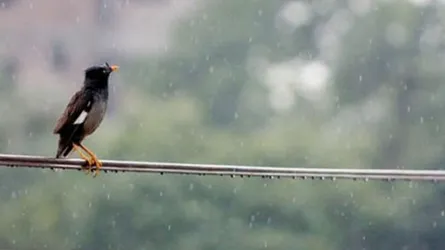 স্বস্তির বৃষ্টিতে ভিজবে শহর