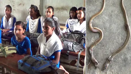 স্কুল থেকে বের হচ্ছে একের পর এক সাপ
