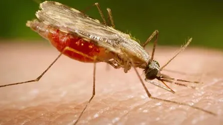 ম্যালেরিয়া চিকিৎসায় উল্লেখযোগ্য অর্জন