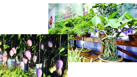 ফুলে-ফলে সবুজের মুগ্ধতা