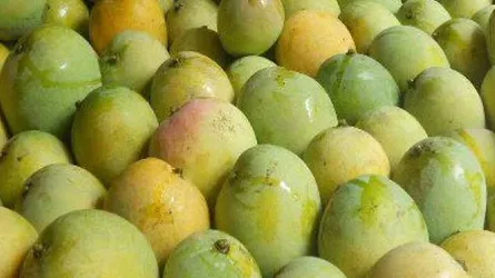 আম রফতানিতে ধস, নেপথ্য কারণ