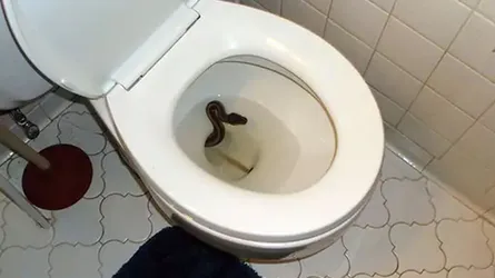 কমোডের ভেতর কুণ্ডুলি পাকানো সাপ