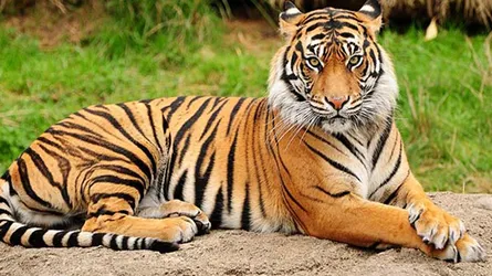 বাঘের থাবায় ৩৩০ জন, মানুষের হাতে ৩১ বাঘ নিহত
