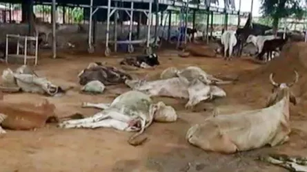 ভারতে মহামারী, হঠাৎ ৪০টি গরুর মৃত্যু