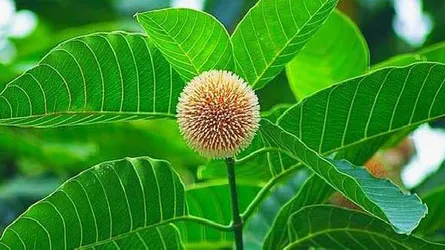 বাদল দিনের প্রথম কদম ফুল...