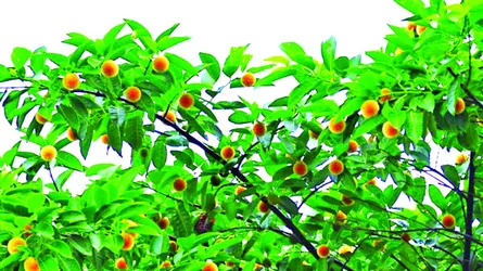 বর্ষার ফুল