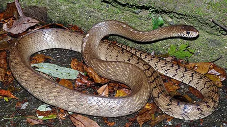 ছাত্রের ব্যাগ খুলতেই বেরিয়ে এলো সাপ