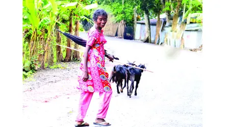 কাঞ্চন ও তার ছাগলের কথা
