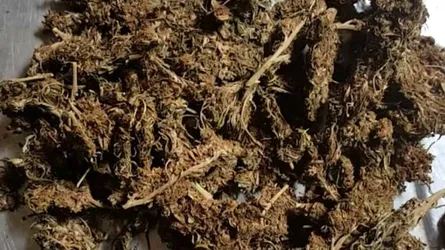 প্রাইভেটকার থেকে ১০০ কেজি গাঁজা উদ্ধার