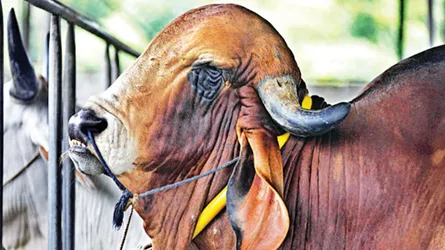 নিষিদ্ধ ওষুধে গরু মোটাতাজাকরণ