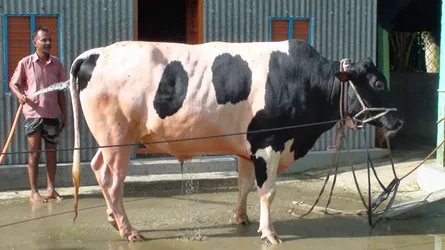ঈদুল আজহার হাট কাঁপাতে প্রস্তুত সিনবাদ (ভিডিও)