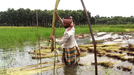 পাটের মূল্য প্রতিমণ ৩ হাজার টাকা চান কৃষকরা