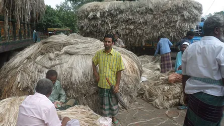 তাড়াশে পাটচাষীদের মুখে হাসি