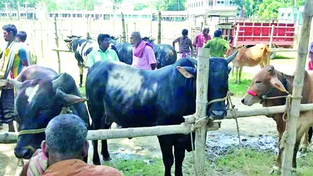 সাঁথিয়ায় কলেজমাঠে গরুর হাট