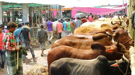 এবার কোরবানি উপযোগী গরু পালনের সংখ্যা কমে গেছে