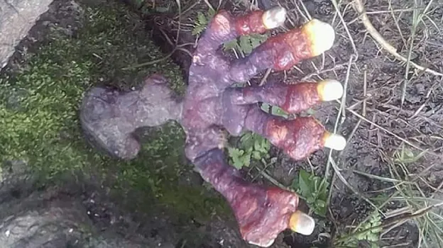 আলৌকিক