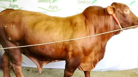 ১০ ফুট লম্বা গরুটি বিক্রি হয়েছে ২৮ লাখ টাকায়