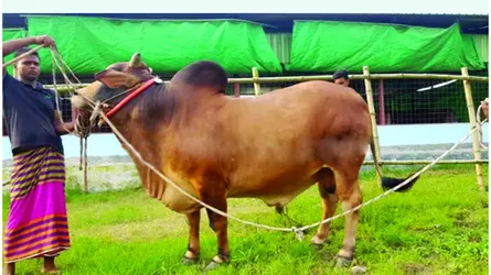 অনলাইনে পশুর  হাট