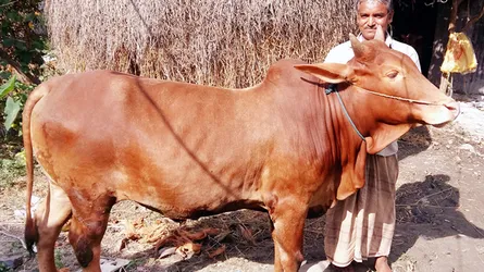 রেড চিটাগাং ক্যাটলের বাজিমাত