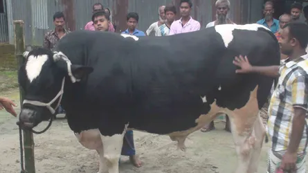 এবার সাড়ে ৪২ মণ ওজনের 'সম্রাট', দাম হাঁকাচ্ছে ২০ লাখ (ভিডিও)