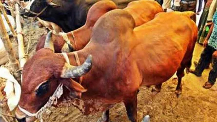 ঘাটে ঘাটে ‘খরচ’ বাড়ছে পশুর দাম