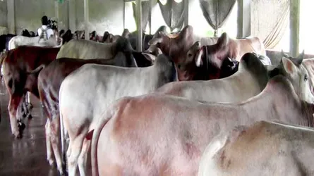 ভালো দামের আশায় খামারিরা
