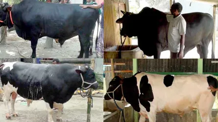 কোরবানির হাট কাঁপাবে রাজাবাবু, সিনবাদ ও সম্রাটরা