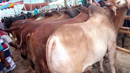 যশোরে ৪৫ থেকে ৫৫ হাজার টাকা দামের গরু ক্রেতা বেশি