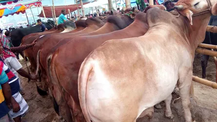 পাবনা-সিরাজগঞ্জের খামারিরা সরবরাহ করছে দুই লাখ কোরবানির পশু