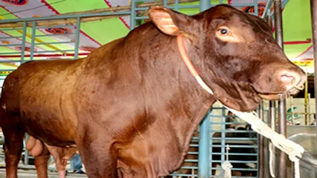 আমেরিকা থেকে আনা বাহাদুর  বিক্রি হল ২৮ লাখ টাকায়